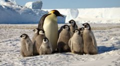 企鵝生活在哪里，主要生活在南半球