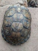 公龜和母龜的區別照片，首先從肚皮來看就是母龜的肚皮是扁平的