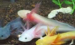 六角恐龍魚(yú)多少錢(qián)，一般是在15-20元左右