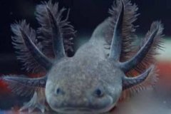 六角龍魚吃什么，幼魚時食紅蟲、蚯蚓等