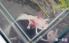 六角龍魚吃魚飼料嗎，吃魚飼料可喂食紅蟲、蚯蚓等