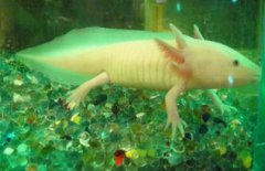 六角龍魚咬人嗎,六角恐龍魚咬人