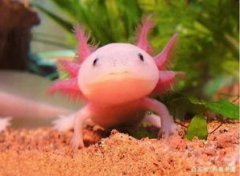 六角龍魚多少錢一條， 20厘米長的15元左右