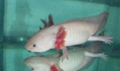 六角龍魚怎么分公母，雄性體型較苗條雌性體型肥大