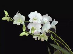 蘭花象征著什么，象征著高尚，為高潔、典雅、愛國和堅貞不渝