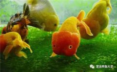 養的魚為什么會死,常常死于不適應環境