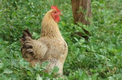 農歷幾月出生的雞命最好,正月出生的屬雞人命最好