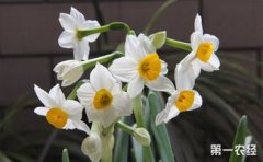 凌波仙子指的是什么花,指我們常說的水仙花