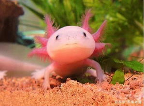 六角龍魚多少錢一條， 20厘米長的15元左右