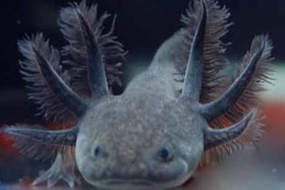 六角龍魚怎么養，幼魚時可喂食紅蟲、蚯蚓等