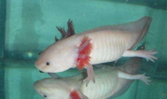 六角龍魚怎么分公母，雄性體型較苗條雌性體型肥大