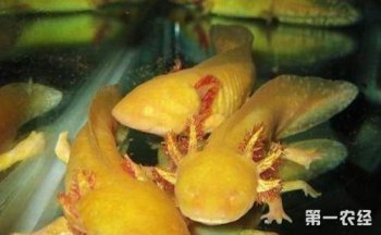 六角龍魚招財嗎，六角龍魚不是招財魚