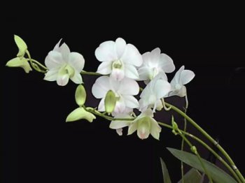 蘭花象征著什么，象征著高尚，為高潔、典雅、愛國和堅貞不渝