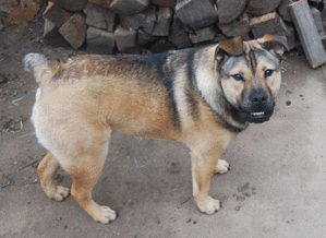 養什么狗好 適合家養，德國牧羊犬、法國斗牛犬、巴哥犬等
