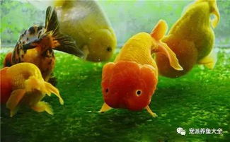 養(yǎng)的魚為什么會死，常常死于不適應(yīng)環(huán)境