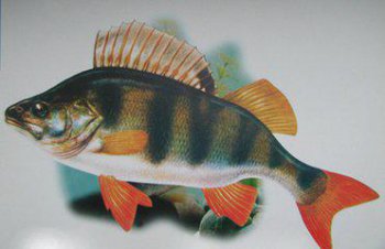 冷水魚什么品種最好養(yǎng),錦鯉、草金、東方歐鳊