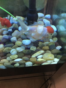 剛買回來(lái)的魚(yú)為什么會(huì)死，自來(lái)水中含有氨、氯等