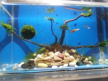 剛生的小魚為什么會死，魚缸水體過小而魚的密度大