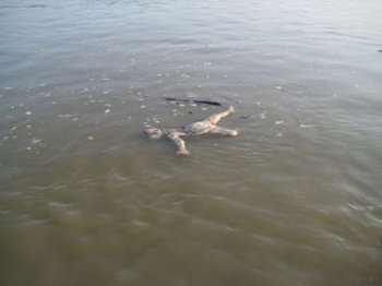 印度恒河有多臟,經常能在河面看到浮尸