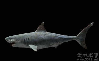 十大最兇猛的海洋生物,巨齒鯊、滄龍、滑齒龍、薩斯特魚龍