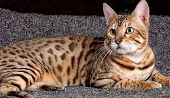 十大適合家養的貓，中國園林貓、孟加拉豹貓、安哥拉貓