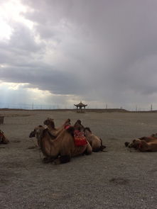 古代西域是現(xiàn)在哪里,狹義玉門關、陽關以蔥嶺即今帕米爾以東
