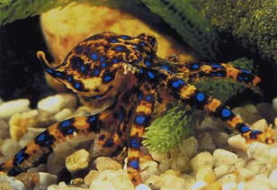 咬人有毒的動(dòng)物有哪些，箭毒蛙、藍(lán)環(huán)章魚、羅斯海豹等