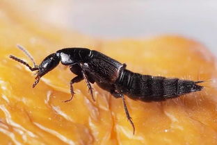 咬人有毒的昆蟲有哪些，蜱蟲、螞蟥、隱翅蟲