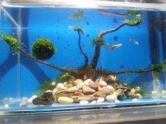 剛生的小魚為什么會死,魚缸水體過小而魚的密度大