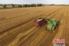 割麥是什么季節(jié)，冬小麥的收割季節(jié)為夏天