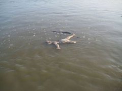 印度恒河有多臟,經常能在河面看到浮尸