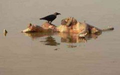 印度恒河浮尸是真的嗎,印度恒河浮尸是真的