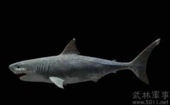 十大最兇猛的海洋生物，巨齒鯊、滄龍、滑齒龍、薩斯特魚龍