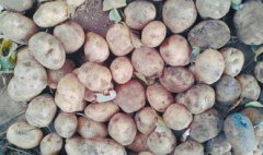 發了芽的土豆能不能吃，發了芽的土豆不能吃