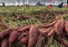 發了芽的紅薯能不能吃，只需要將芽去掉就可以繼續食用紅薯