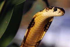 吉尼斯最大的眼鏡王蛇，長度可以達到5.58米