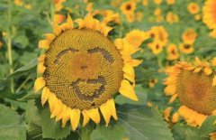 向日葵象征著什么意思，代表了一種堅定的信念和忠誠的守護