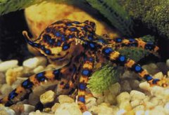 咬人有毒的動物有哪些，箭毒蛙、藍環(huán)章魚、羅斯海豹等