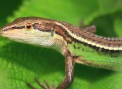 壁虎與四腳蛇的區別,是一種生物沒有區別