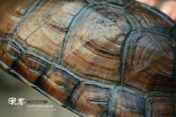 大青龜和小青龜?shù)膮^(qū)別，大青龜?shù)谋巢繛榛液谏∏帻敒榛尹S色