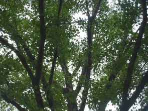 大葉楊是什么樹，葉形是楊樹中最大的