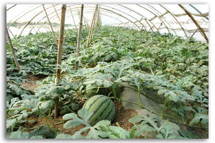 大棚西瓜畝產多少斤，一般是5000-9000斤