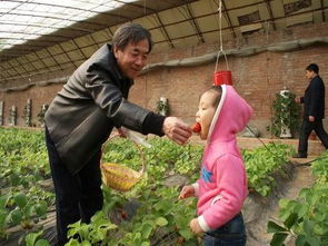 大棚香椿畝產多少斤，2200至2700公斤左右