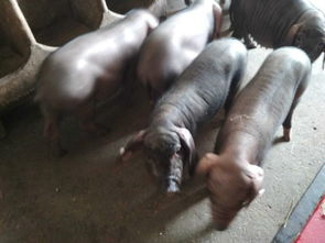 太湖豬多少錢一斤,價格會隨著市場行情而發(fā)生變化