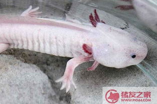 娃娃魚吃什么，一般喜歡吃肉類和昆蟲類食物