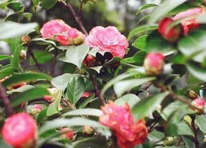 寧波市的市花是什么花，市花是茶花深受寧波市民的喜愛