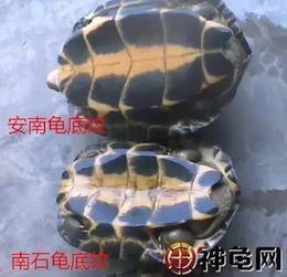 安南龜與石龜?shù)膮^(qū)別,石龜?shù)念^頂部邊緣沒(méi)有黃色條紋