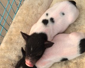 寵物豬多少錢一只，便宜的幾百左右貴的2000多元