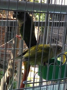 小太陽鸚鵡會說話嗎，開口率不是太高即便開口也是很不清晰