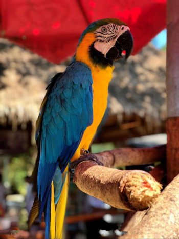 小鸚鵡會說話嗎，小鸚鵡一般是不會說話的